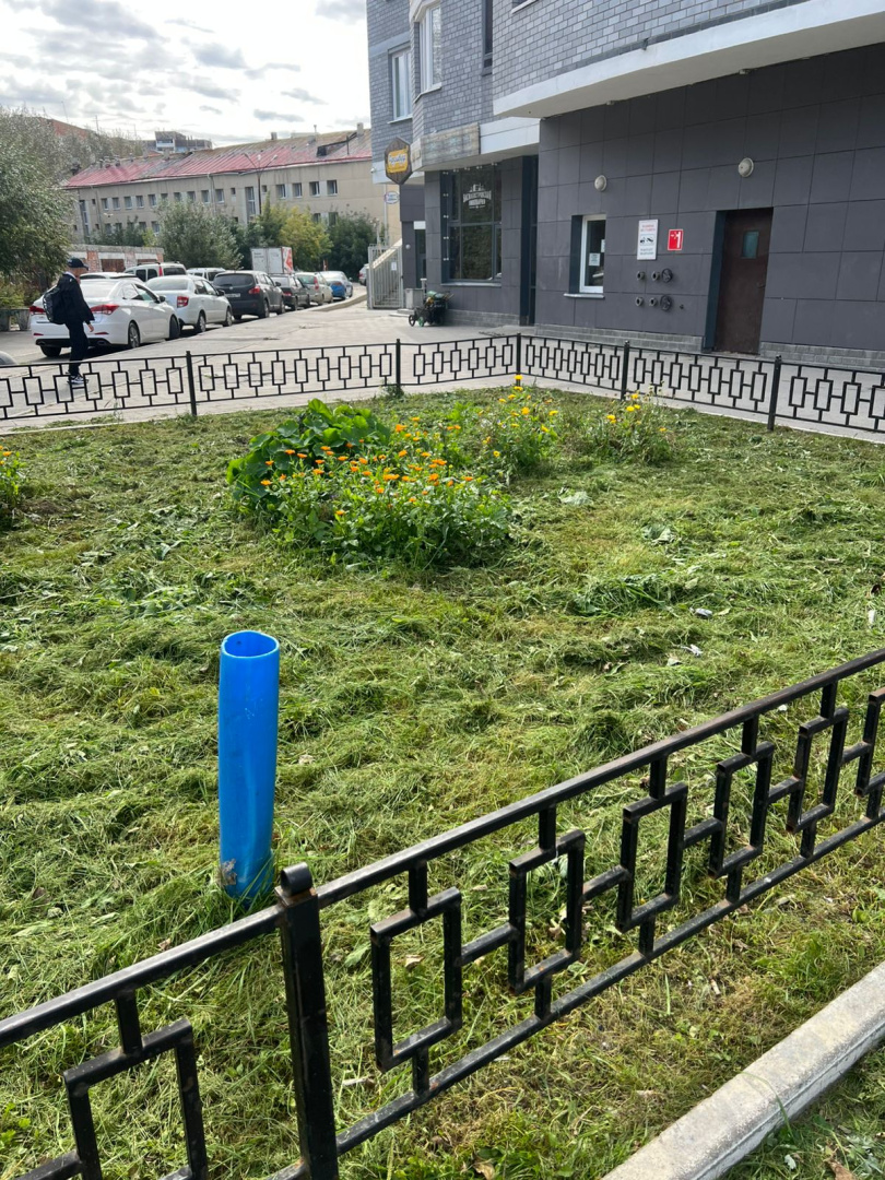 покос 2.jpeg